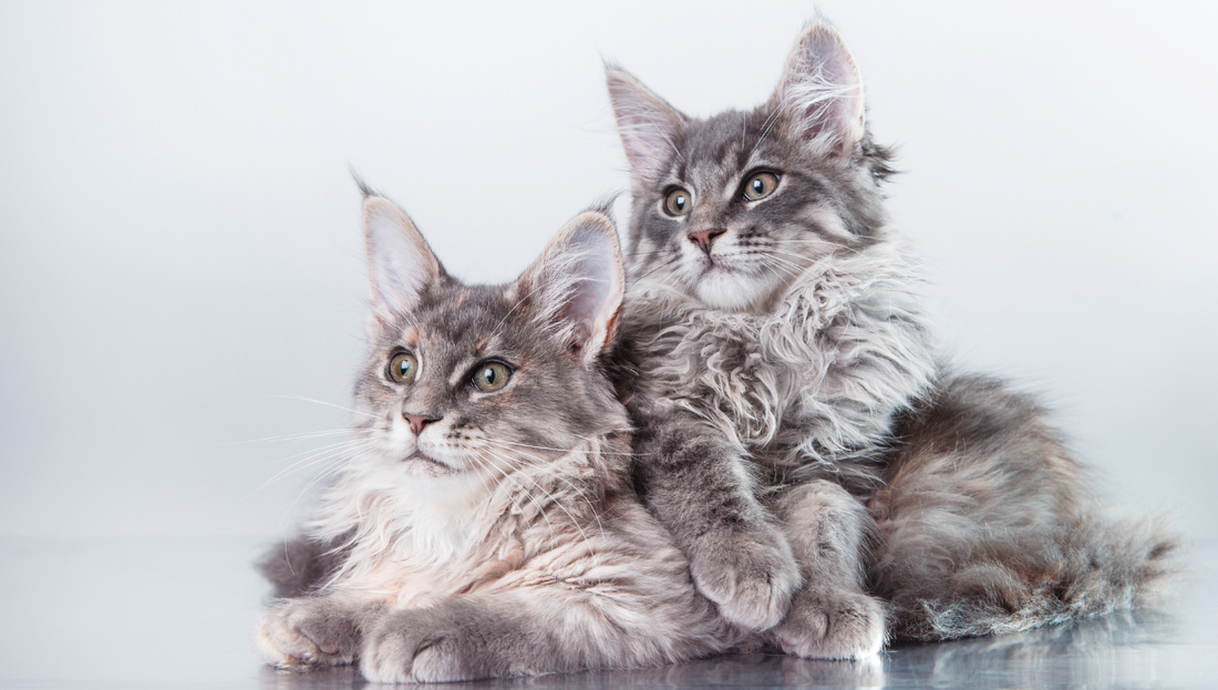 maine coon characteristics