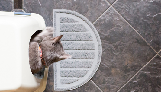 The Ultimate Cat Litter Guide for Savvy Cat Parents