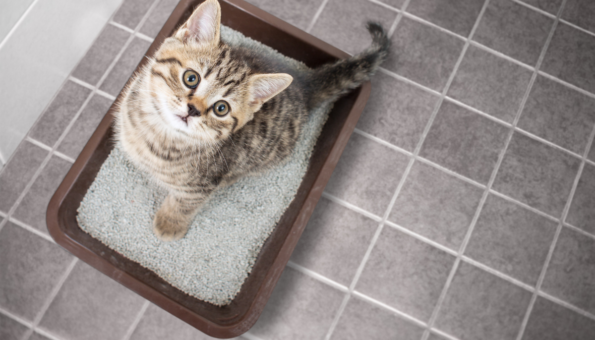 The Cat Parent’s Guide to Solving Litter Box Problems