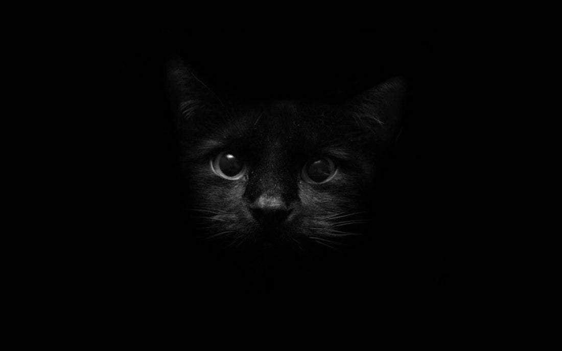 Can the cat see in the dark?
