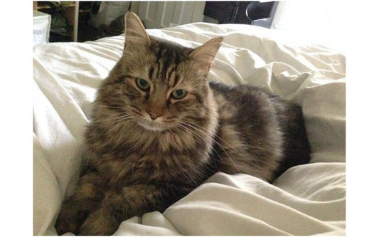 Why do cats pee on beds?