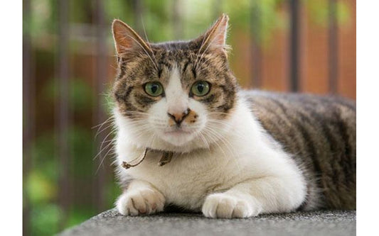 8 Tips About Caring for Cats