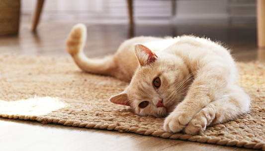 How to Create a Cat Care Routine That Keeps Your Feline Happy and Healthy