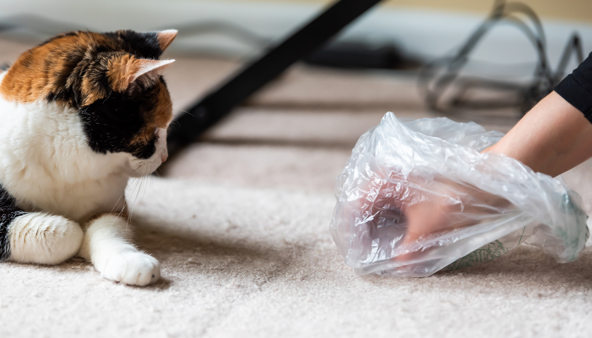 Understanding Why Your Cat Is Urinating Outside the Litter Box: Common Causes and Solutions