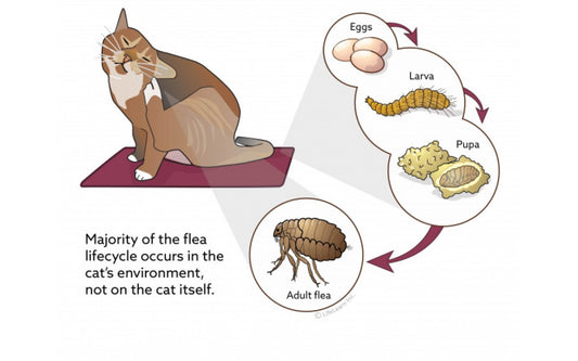 Best Flea and Tick Treatments