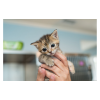 Things you Need for a New Kitten