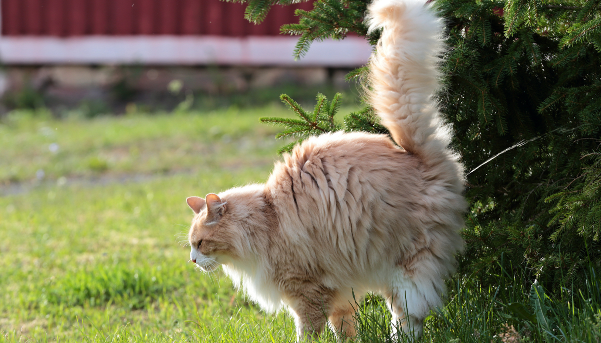 Why Is My Male Cat Peeing Outside His Litter Box? Common Causes and Effective Solutions