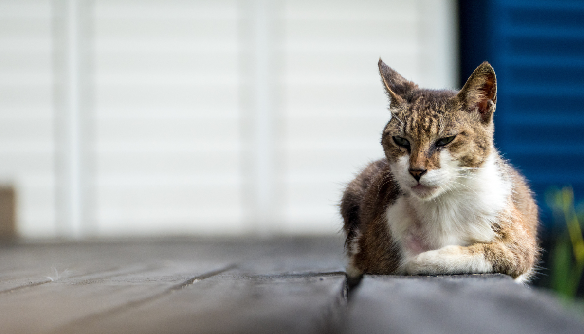 Why Is My Old Male Cat Peeing Everywhere?