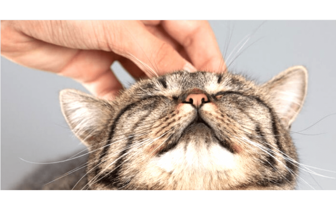 Why do cats purr?