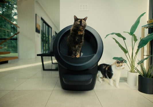 Why You Need a Smart Litter Box Today