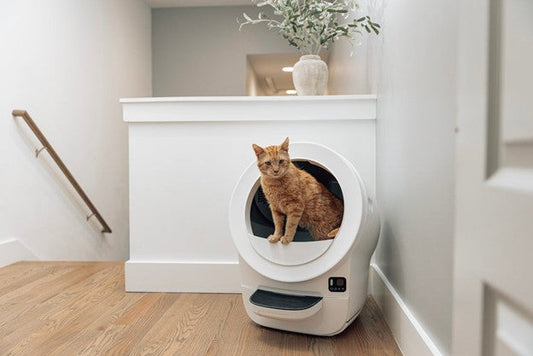 self-cleaning litter box in a bright home