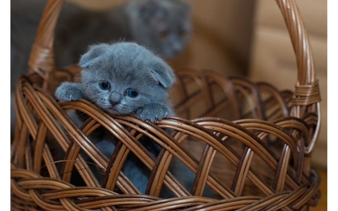 8 Tips for Introducing a New Kitten