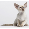 3 Best Low Allergy Cat Breeds