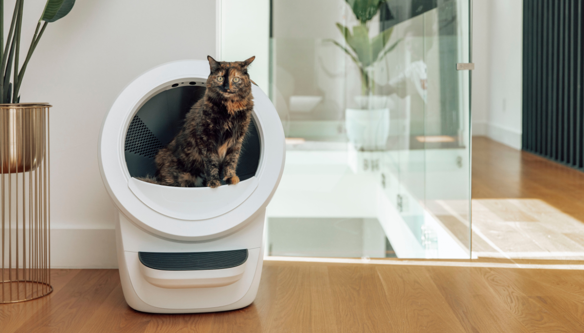 Automatic vs Traditional Litter Boxes