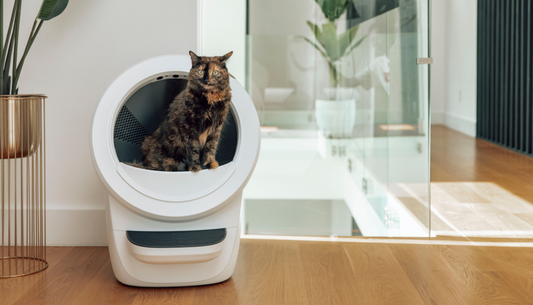 Automatic vs Traditional Litter Boxes