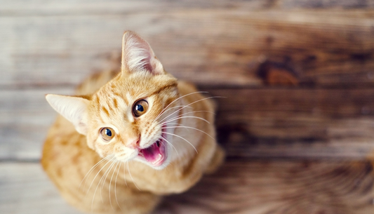 cat sounds
