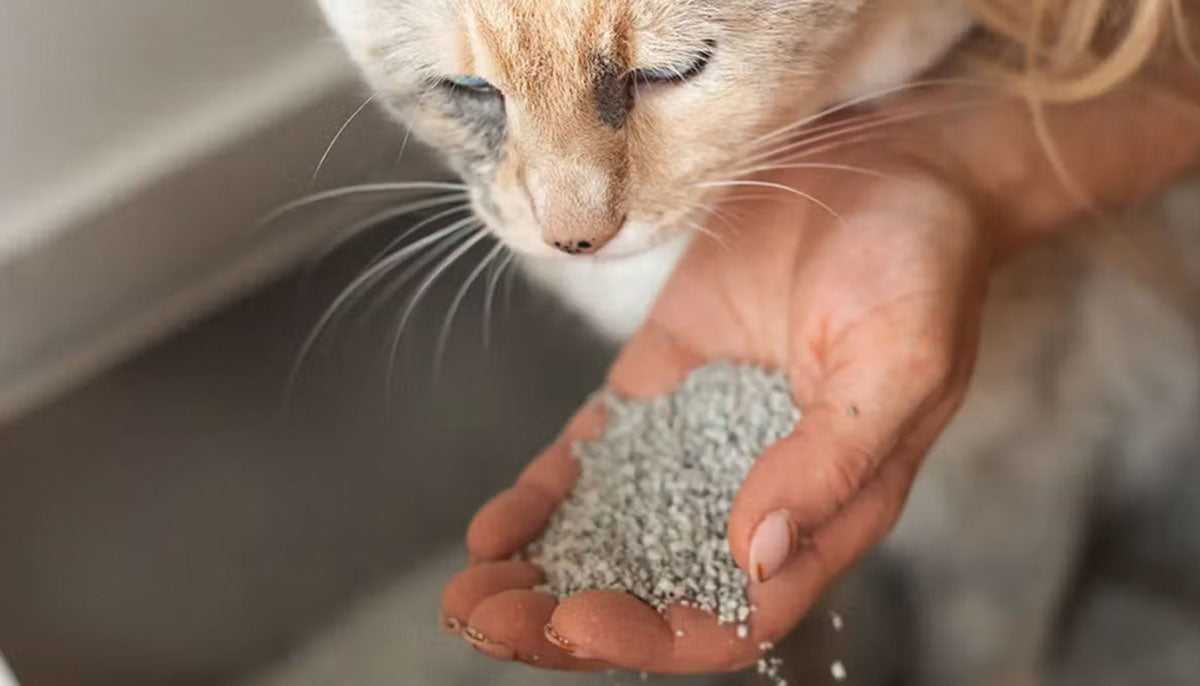 The Benefits of Switching to Natural Clay Cat Litter
