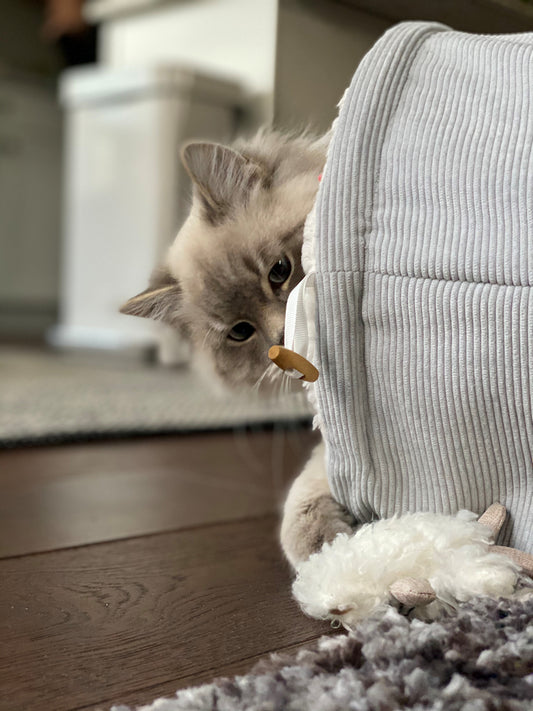 Dive into the Cat Tunnels!