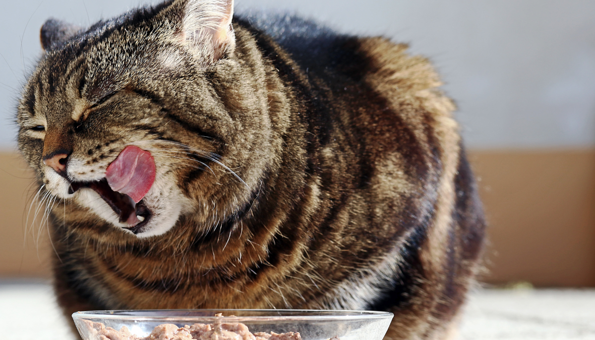 The Ultimate Wet Cat Food Feeding Guide