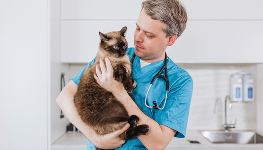 Essential Vet Care Tips Every Cat Owner Should Know for Healthy Feline Wellness
