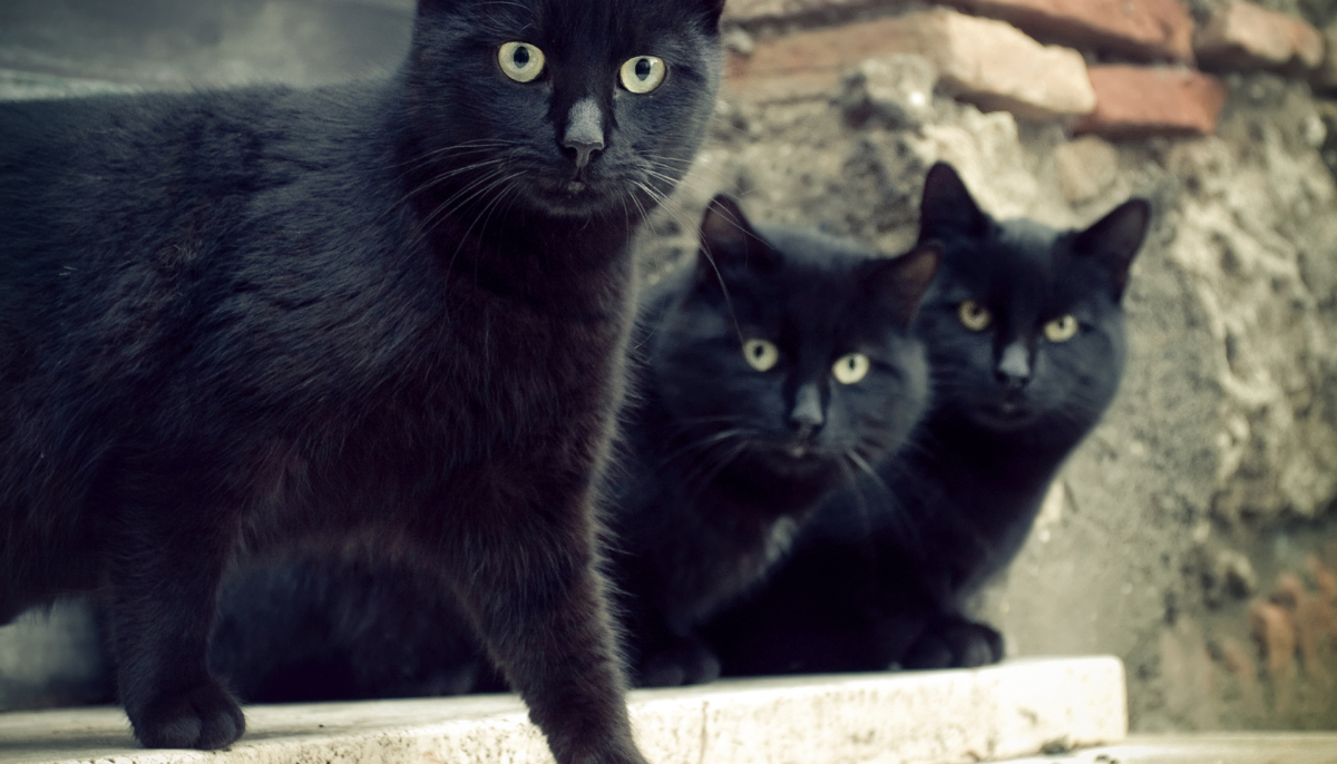 10 Fascinating Facts About Black Cats That Every Cat Lover Should Know