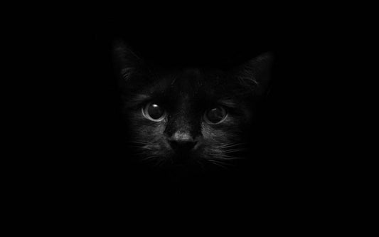Can the cat see in the dark?