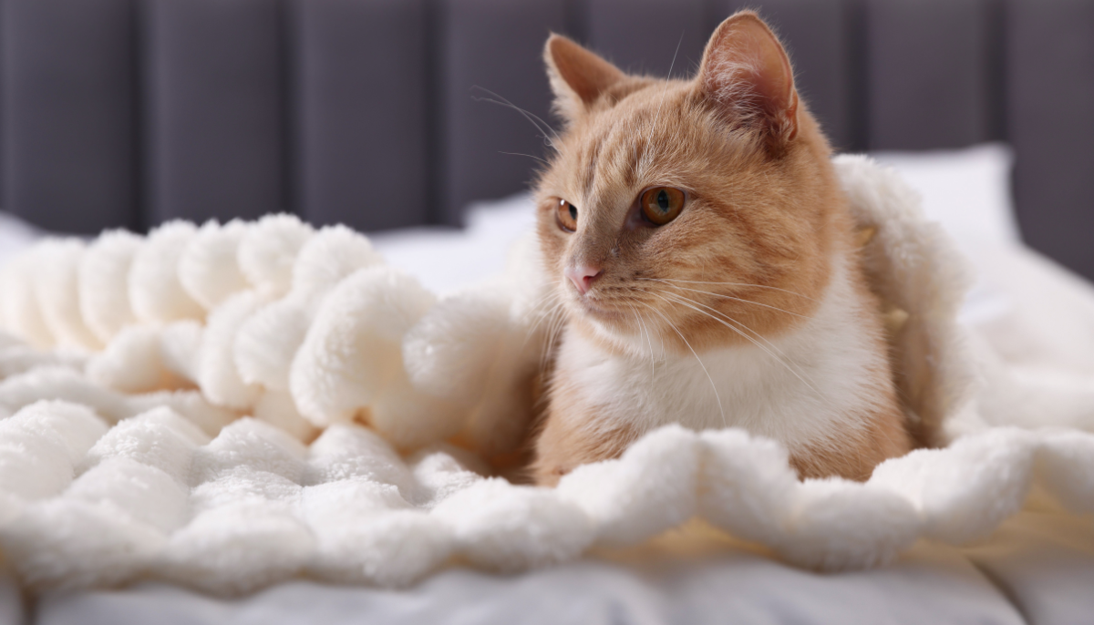 How to Choose the Best Cat Accommodation for Your Feline Friend