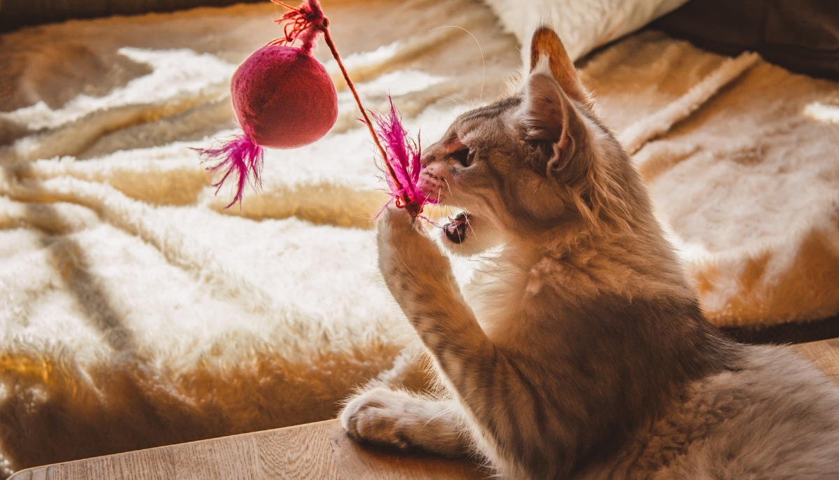 Comprehensive Guide to Cat Boarding Services: Costs, Types, and Choosing the Best Care