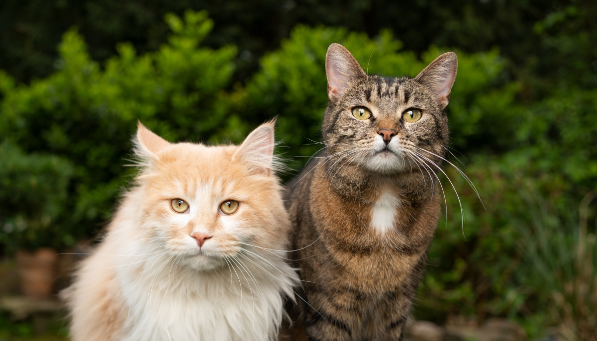 The ultimate guide to choosing the right cat breed