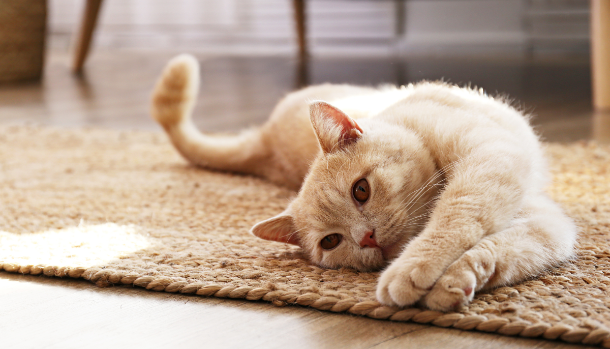 How to Create a Cat Care Routine That Keeps Your Feline Happy and Healthy