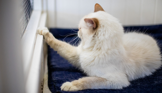 cat kennel boarding