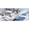 5 Reasons Cats Stop Using A Litter Box