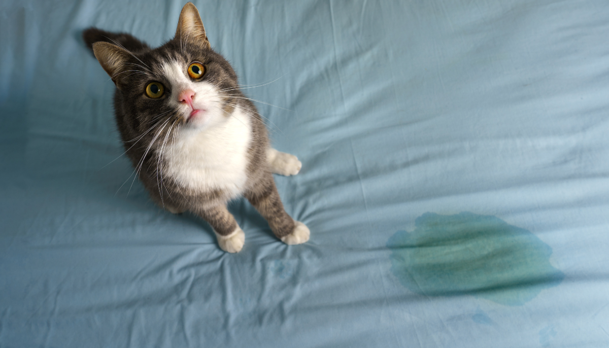 Why Is My Cat Suddenly Peeing Outside the Litter Box?
