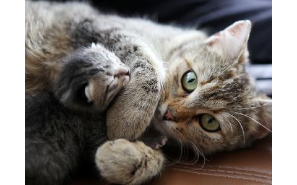 Choosing A Cat vs. A Kitten | Pros & Cons