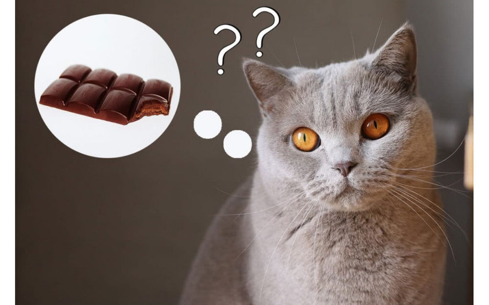 Can cats eat chocolate?