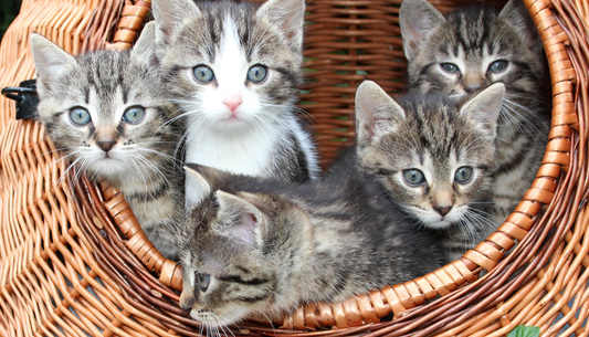 10 Most Common Domestic Cat Breeds and Their Unique Traits