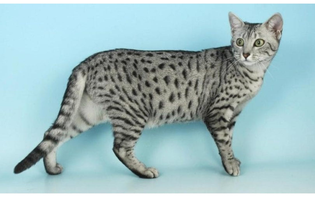 Egyptian Mau Cat Breeds