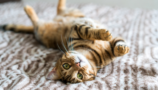 7 Signs Your Cat Is Happy