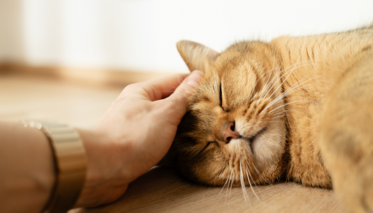 how to know if my cat is stressed