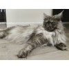 Life with a Maine Coon Cat One Owners Insights