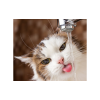 10 Reasons Cats Don't Like To Drink From Water Bowls