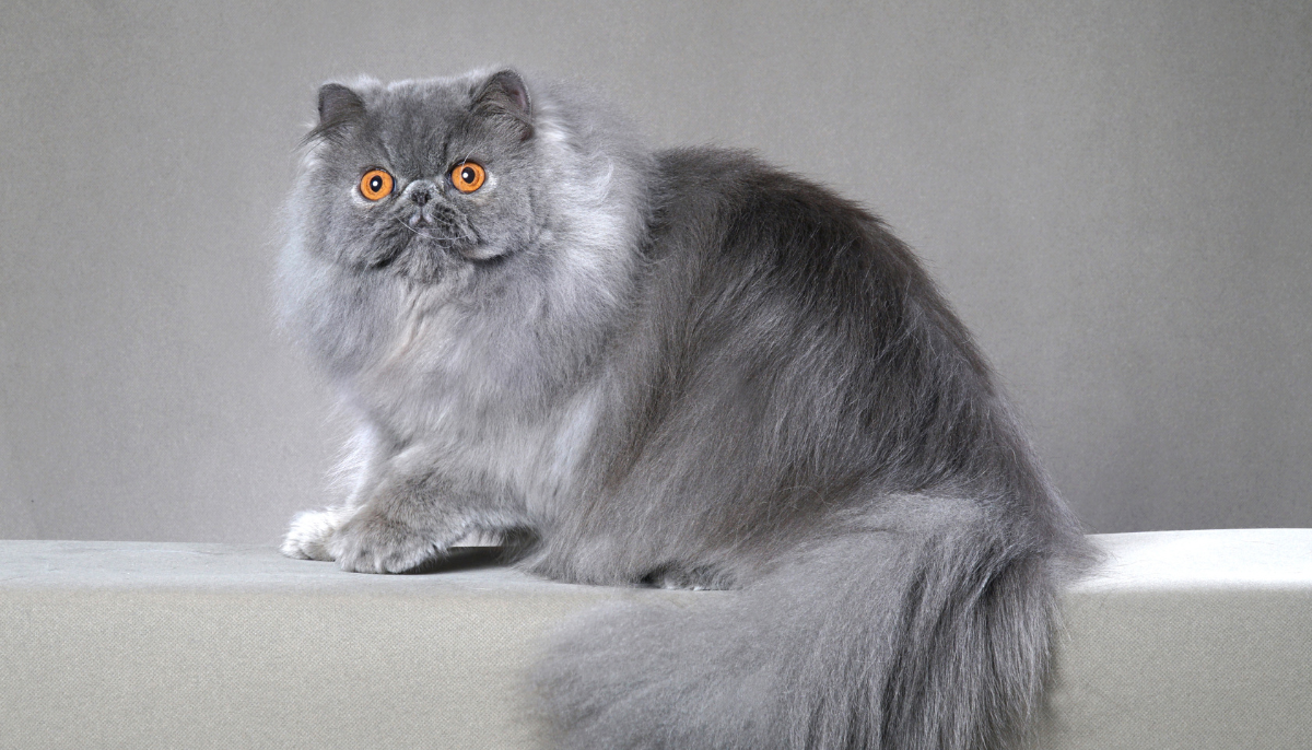 The Top 10 Domestic Longhair Cat Breeds: Which One Is Right for You?