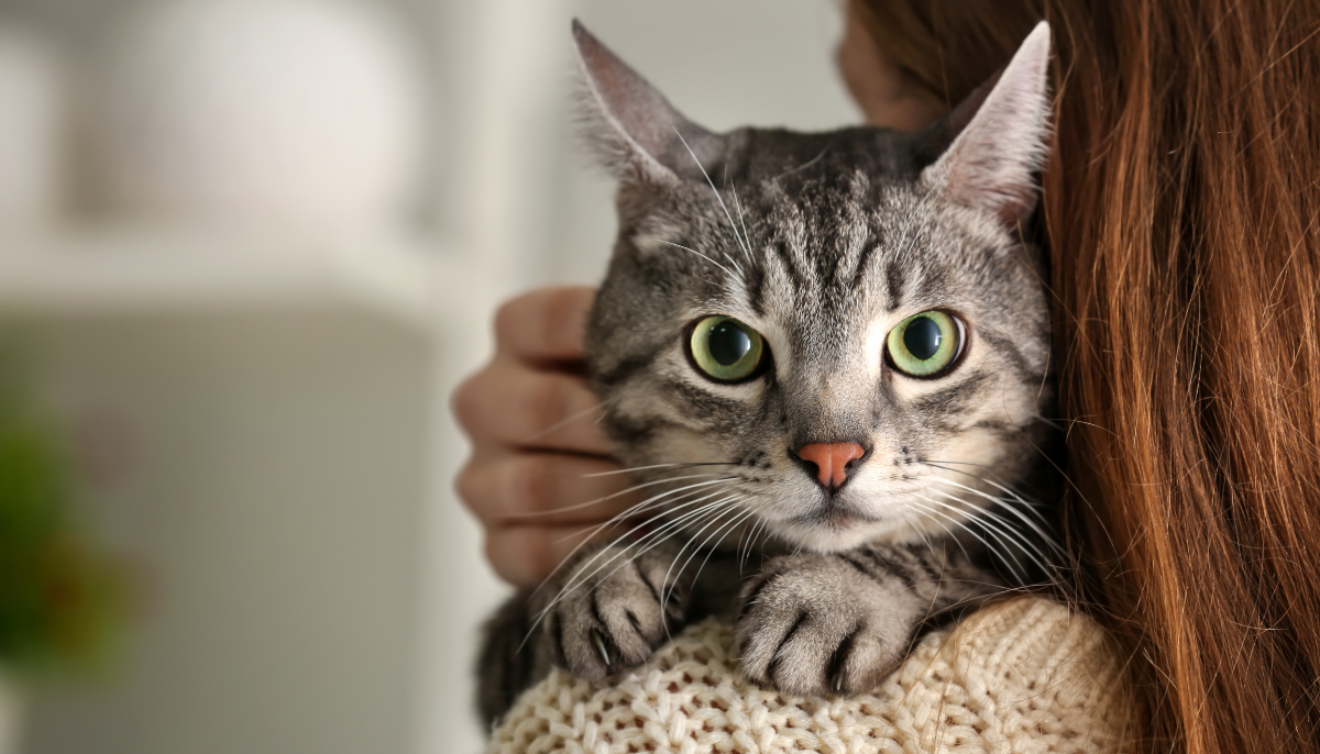 Top 5 Benefits of Hiring Professional Pet Sitting Services for Cats