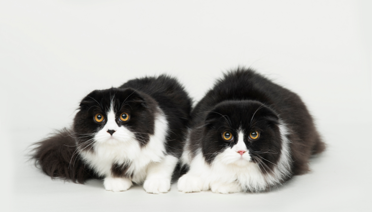 The Top 10 Most Popular Cat Breeds and What Makes Them Special