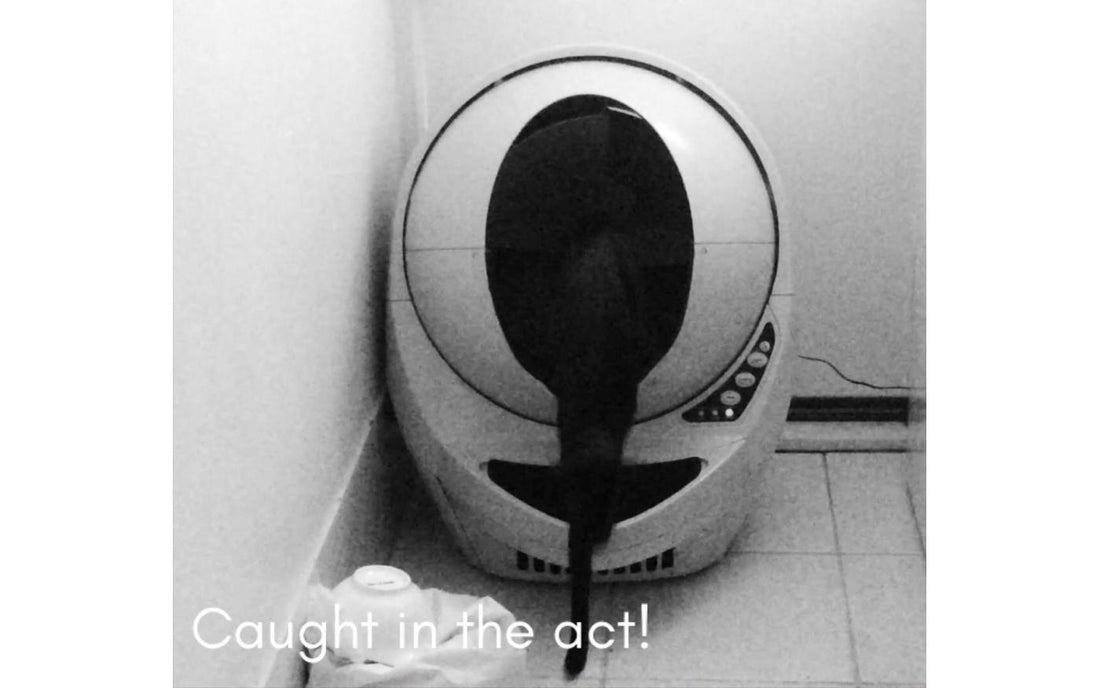 Litter-Robot III Open Air, Switching your Cat To Automatic!