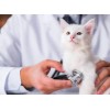 10 REASONS TO STERILISE OR SPAY YOUR CAT