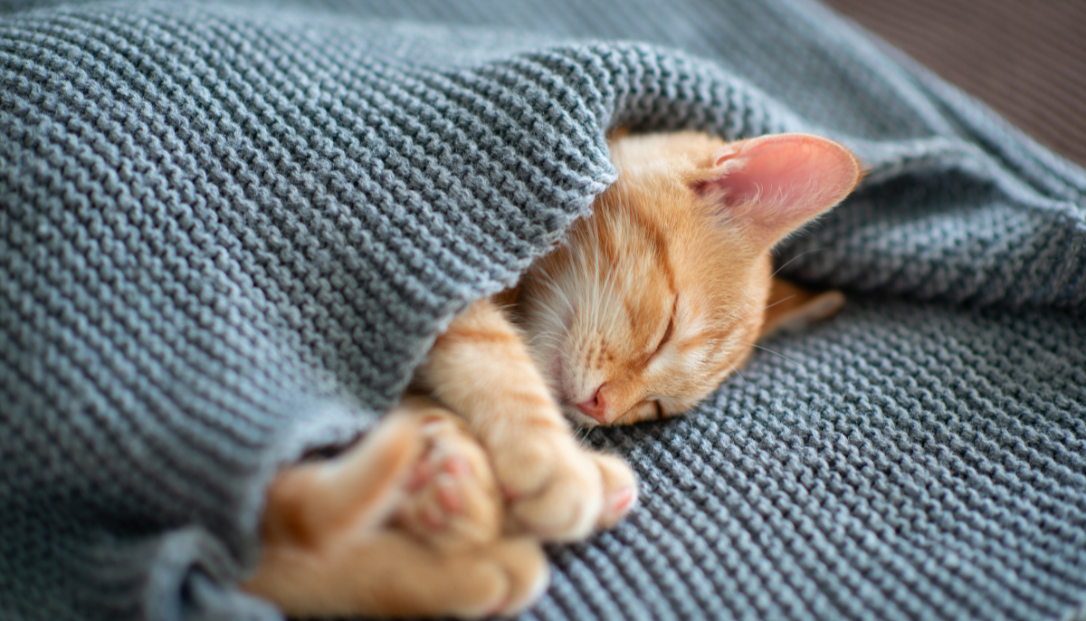 The Ultimate Kitten Checklist: Everything You Need to Prepare for Your New Feline Family Member