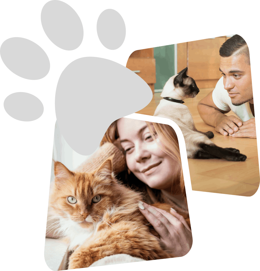 Two cat owners at home, one with a ginger cat and one with a Siamese cat