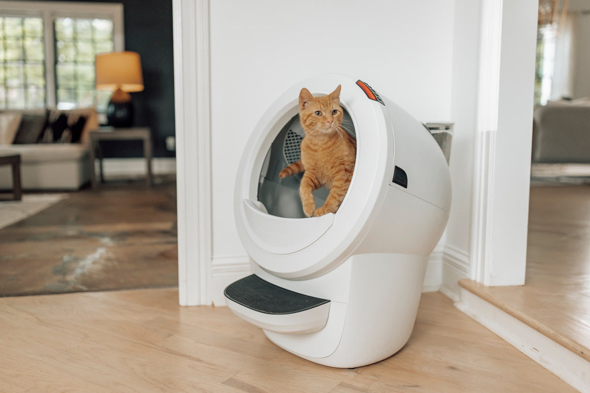 An orange cat stepping out of a white Litter-Robot 4